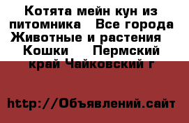 Котята мейн-кун из питомника - Все города Животные и растения » Кошки   . Пермский край,Чайковский г.